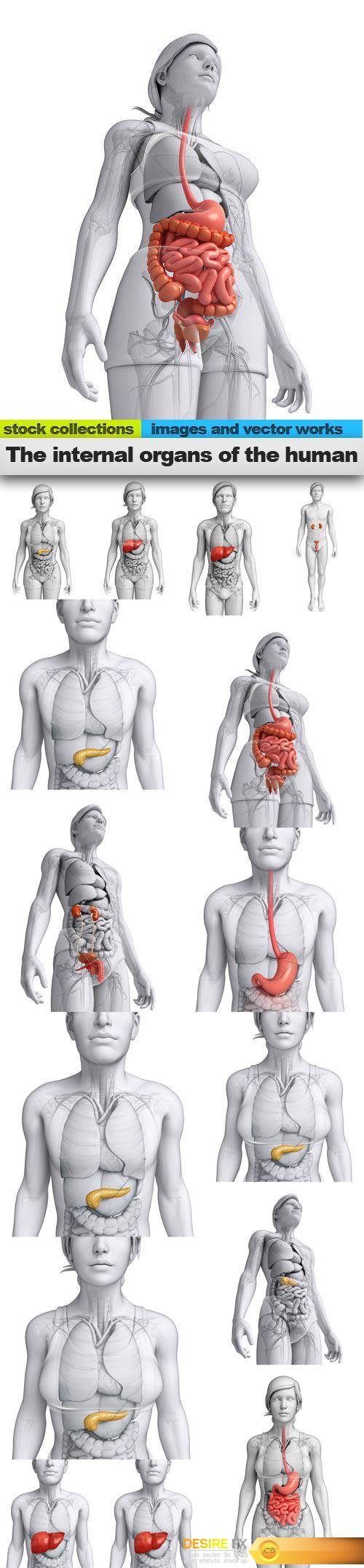 The internal organs of the human, 15 x UHQ JPEG