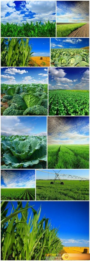 Agriculture, corn crop and cabbage 11X JPEG