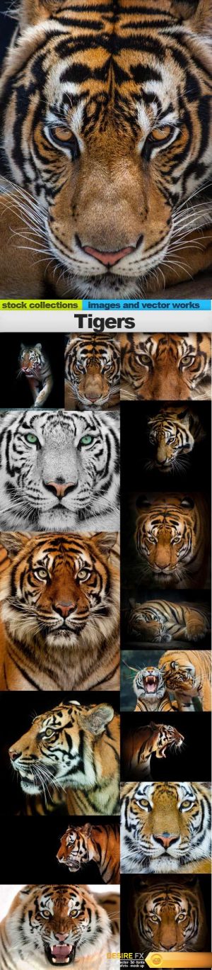 Tigers, 15 x UHQ JPEG