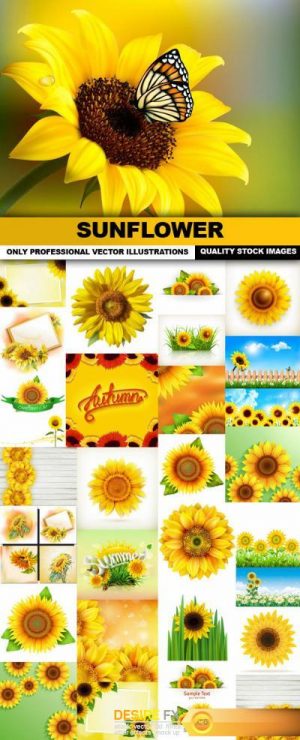 Sunflower , Helianthus – 30 Vector