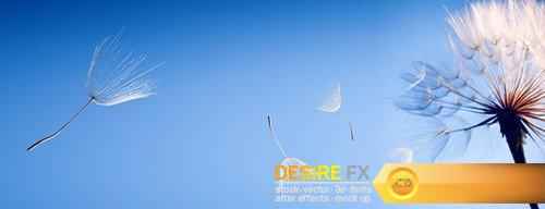 Dandelion silhouette fluffy flower on blue sky 20X JPEG