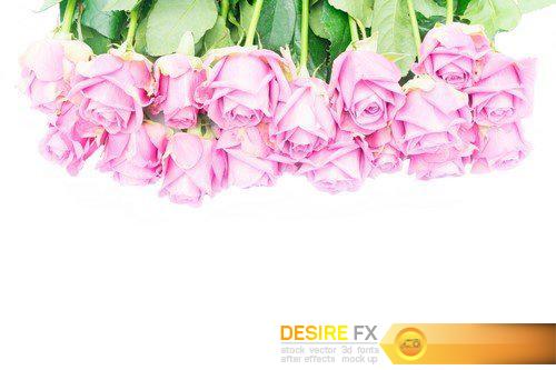 Violet roses 14X JPEG