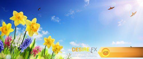 Spring flowers and sun rays 7X JPEG