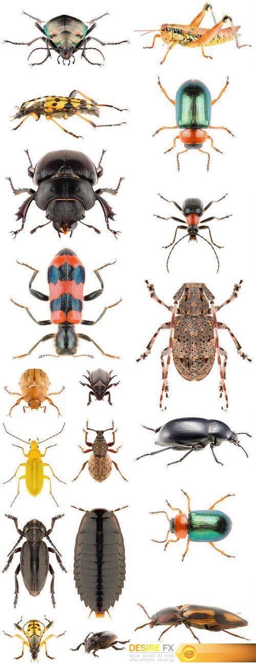 Beetles Insects on a white background 19X JPEG