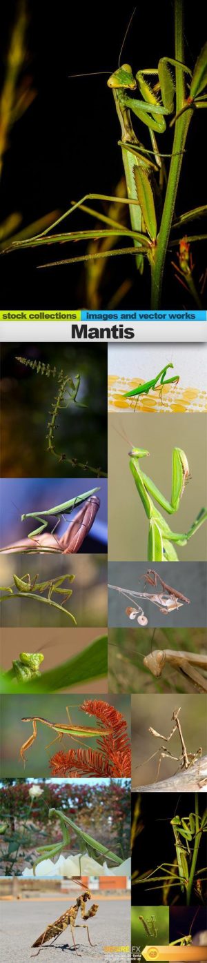 Mantis, 15 x UHQ JPEG