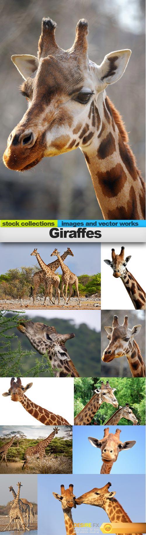 Giraffes, 10 x UHQ JPEG