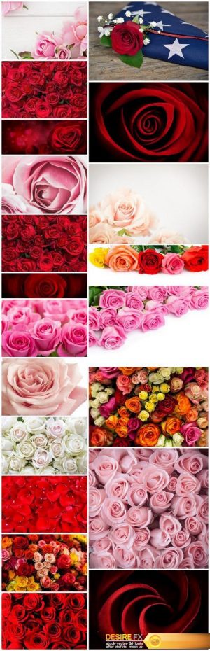 Beautiful Roses 3 – 20xUHQ JPEG Photo Stock