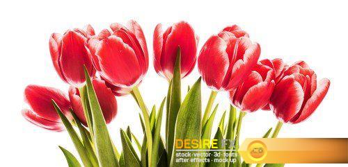 Spring tulips with gift 10X JPEG