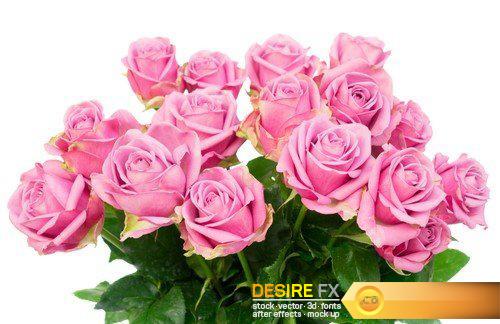 Violet roses 14X JPEG