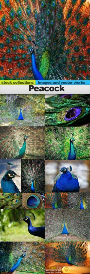 Peacock, 15 x UHQ JPEG