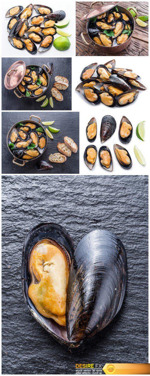 Mussels on the background of graphite 7X JPEG