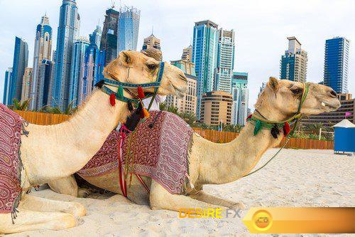 Camel in Dubai 15X JPEG