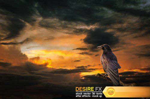 Raven at sunset 9X JPEG