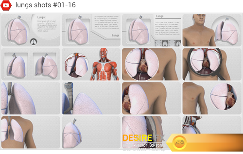 Videohive 18254375 Human Body Anatomy