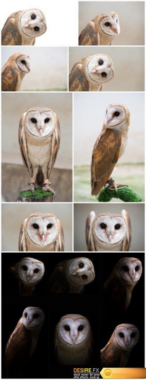 Owl 10X JPEG
