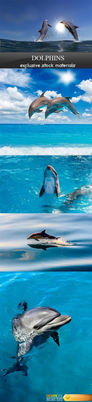 Dolphins – 5UHQ JPEG