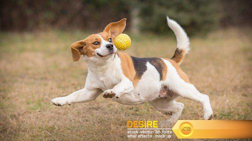 Background photo of a dog chasing a ball #2 17X JPEG