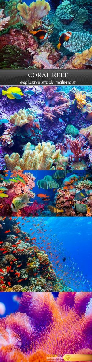 Coral reef – 5UHQ JPEG