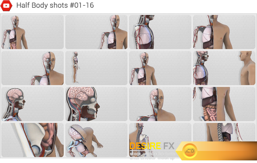 Videohive 18254375 Human Body Anatomy