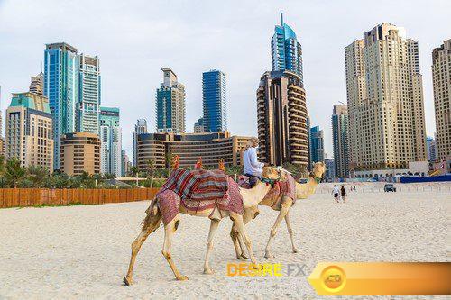 Camel in Dubai 15X JPEG
