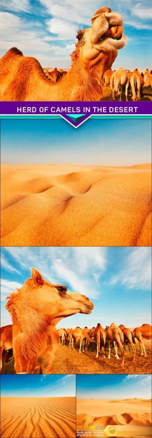 Herd of camels in the desert 5x JPEG