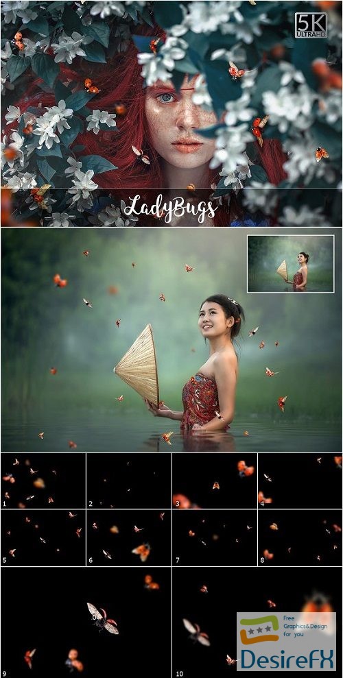 5K Ladybugs Overlays 2057058