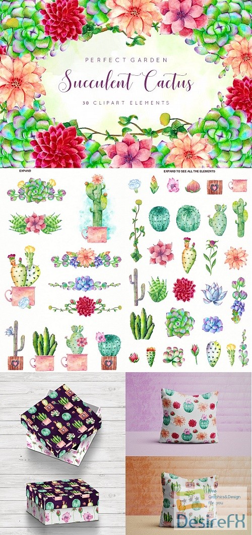 Floral Cactus Succulent Collection 2370446