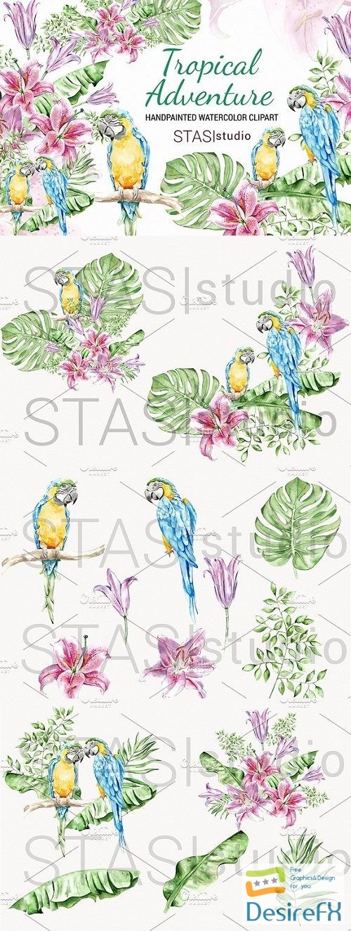 Summer Watercolor Clipart Parrot 1568450