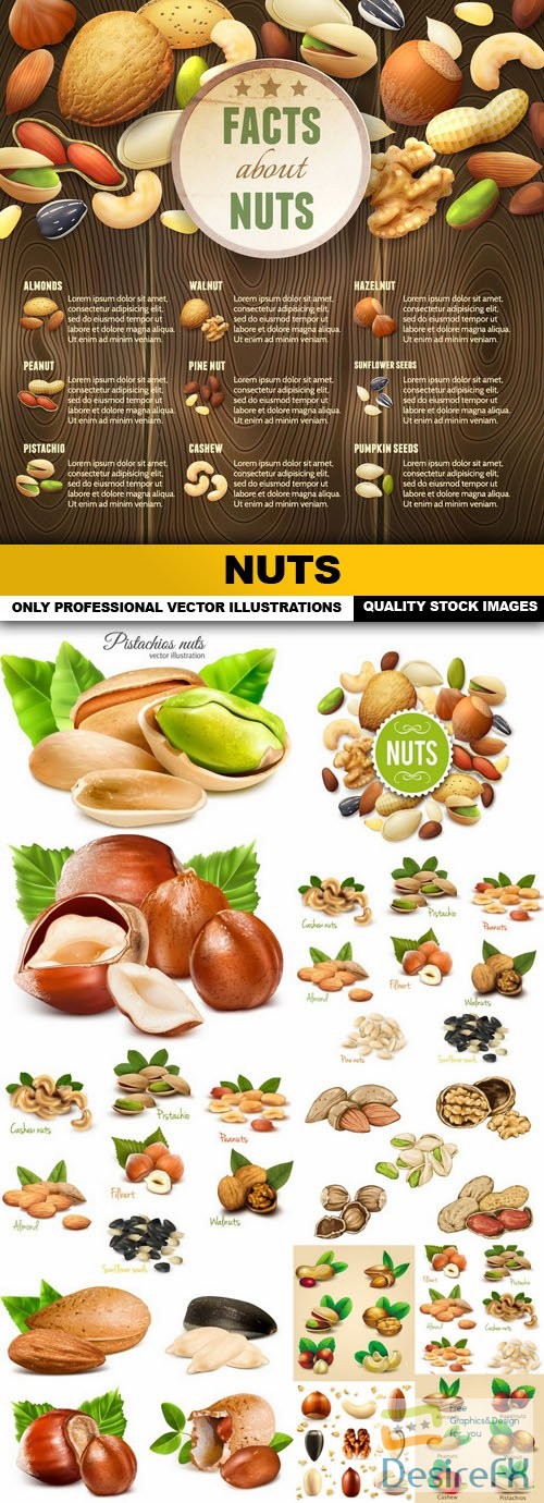 Nuts - 12 Vector