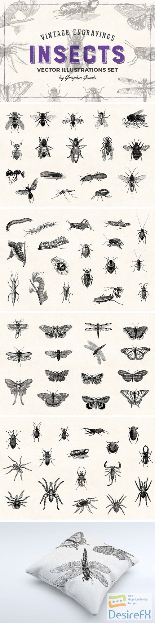 Insects - Vintage Illustrations - 1452979