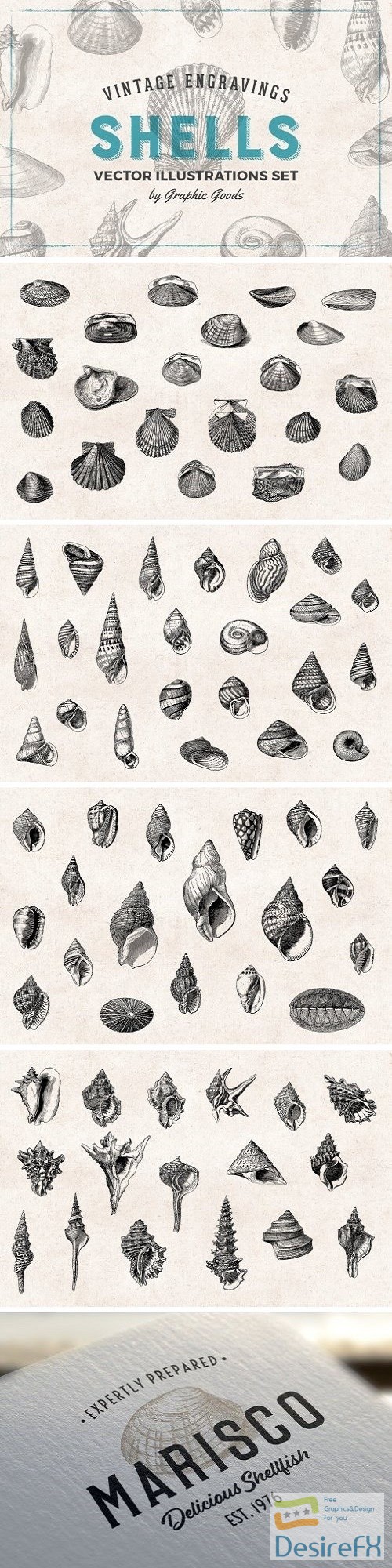 Shells - Vintage Engravings Set - 1400736