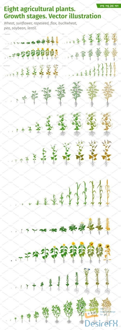 Vegetable crop growth stages 2515260
