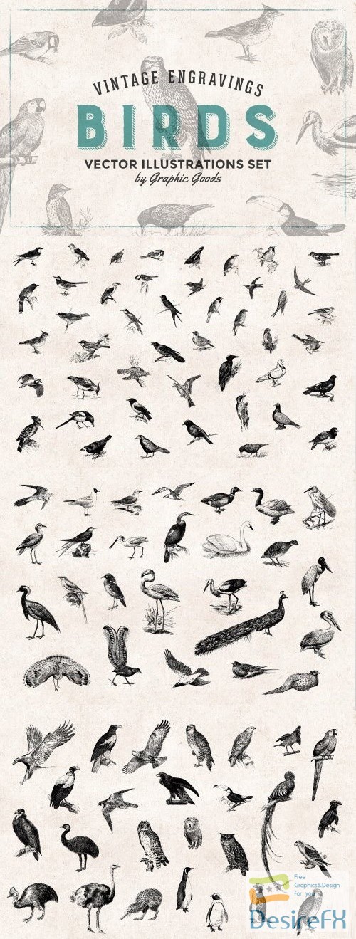 Birds Engravings Set 659586