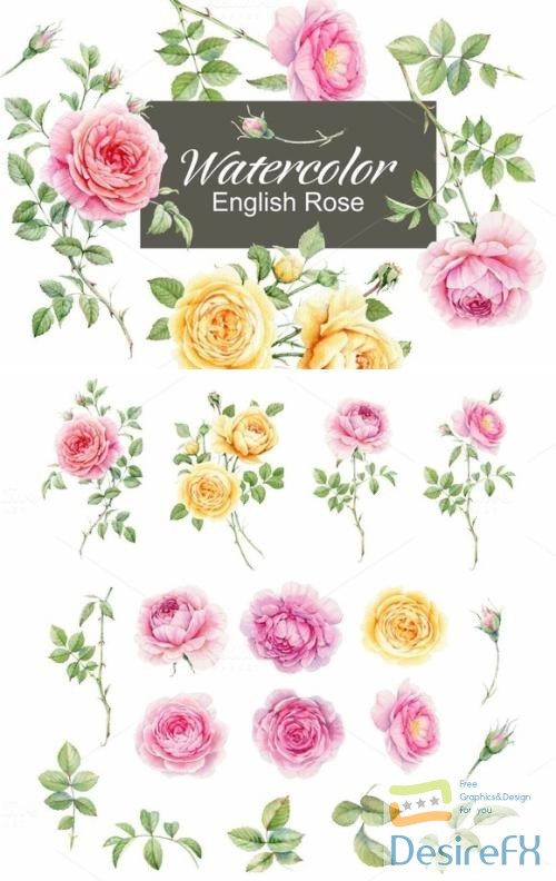 Watercolor english rose 676990