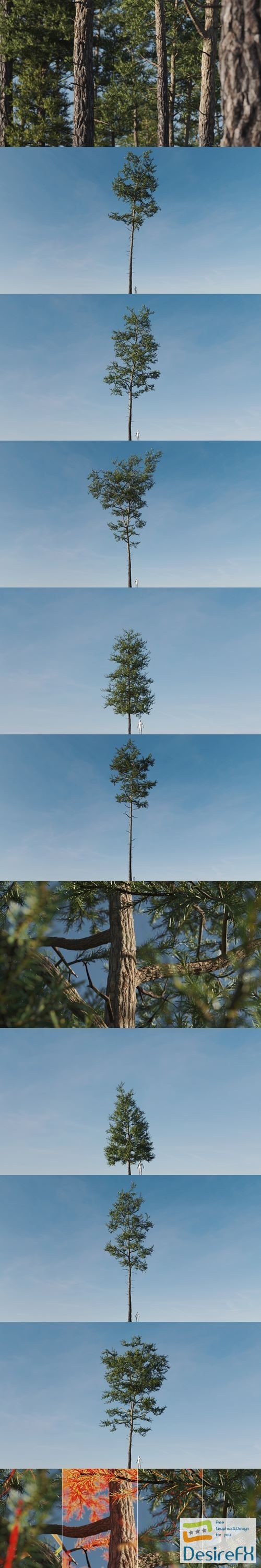 Vertex Trees 3D Models