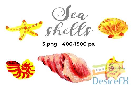 5 watercolour seashells - 4649677