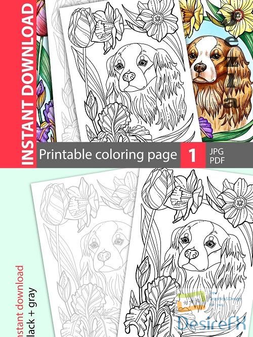 Cavalier King Charles. Coloring page - 4765332