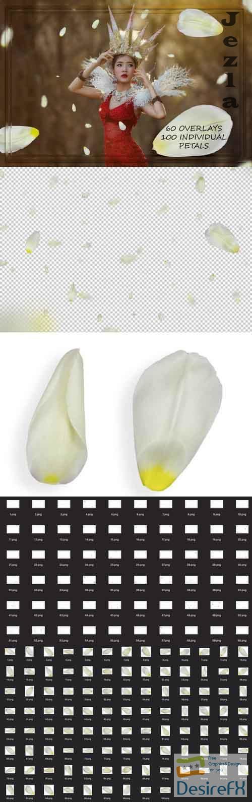 White Tulip Petals Overlays