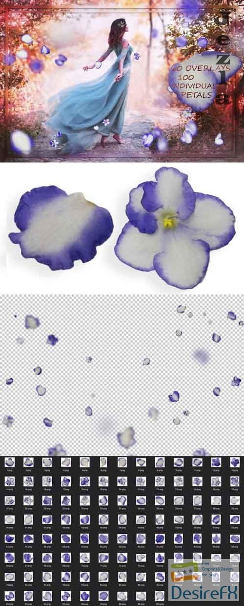 Violet Petals & Flowers Overlays
