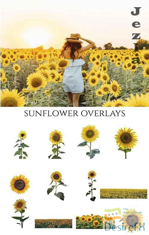 Sunflower Photoshop Overlays, PNGs - 5264990