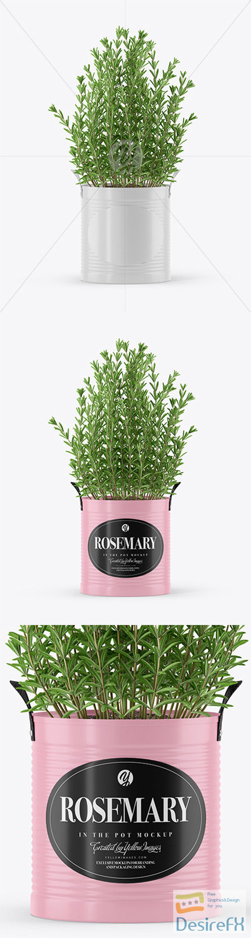 Rosemary in The Pot Mockup 66554