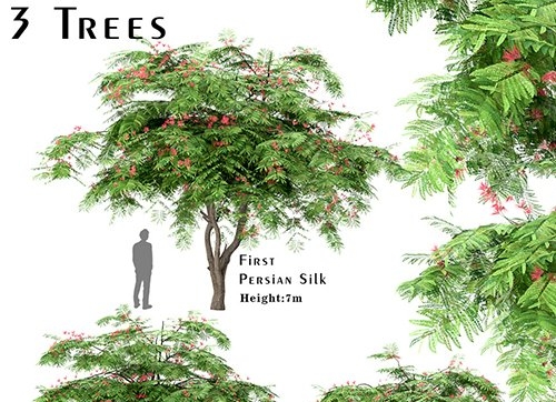 Set of Persian Silk Trees (Albizia julibrissin)