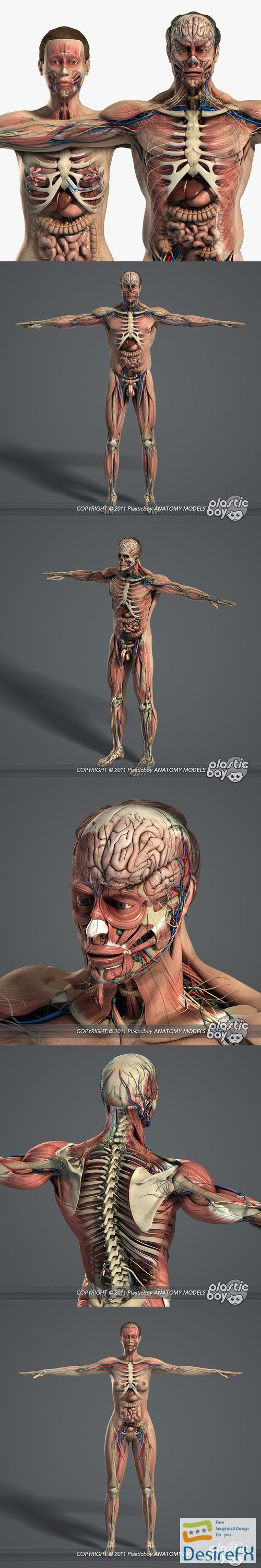 Male and Female Anatomy Complete Pack v5 3D Model
