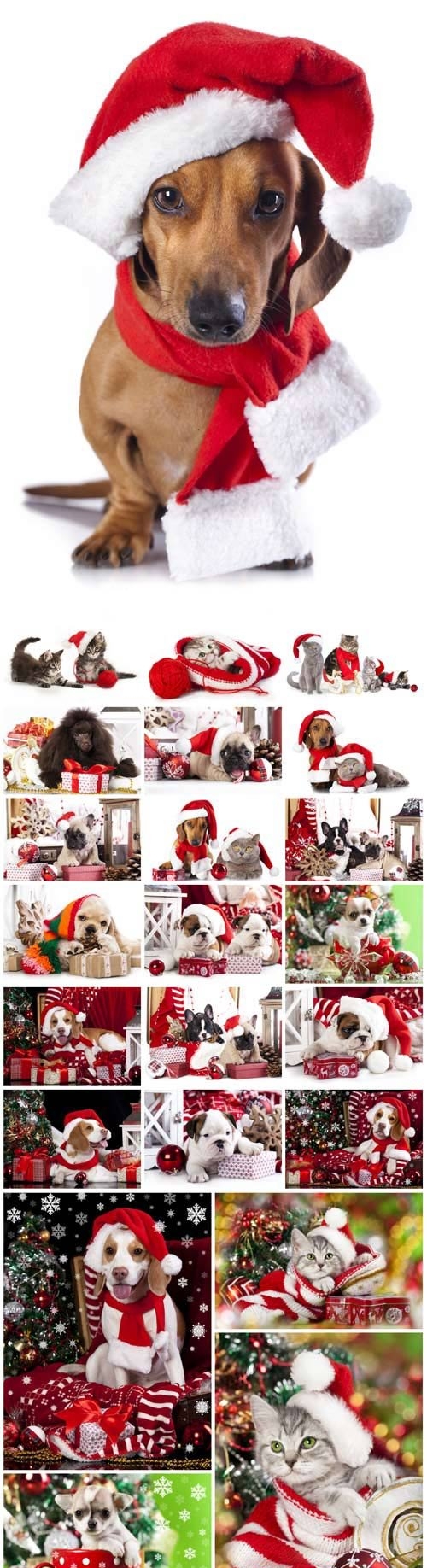 New Year and Christmas stock photos - 19