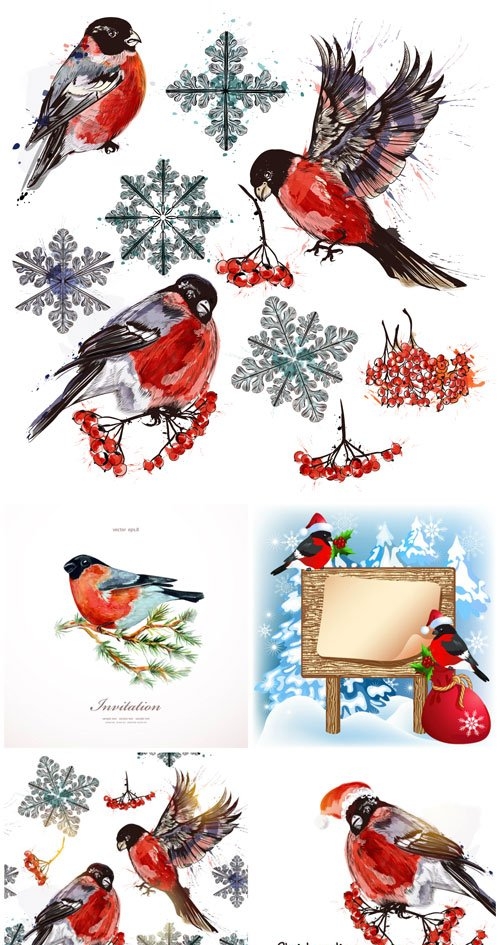 Winter, birds, bullfinches, vector