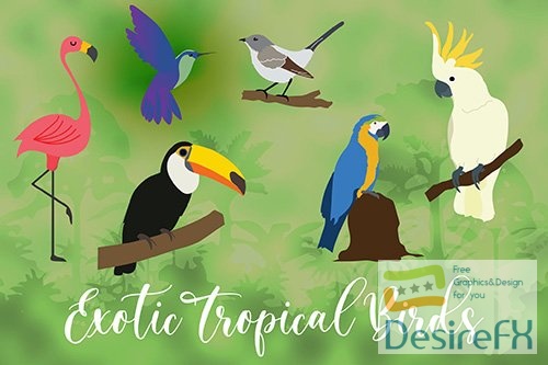 Exotic Tropical Bird Hand Drawn