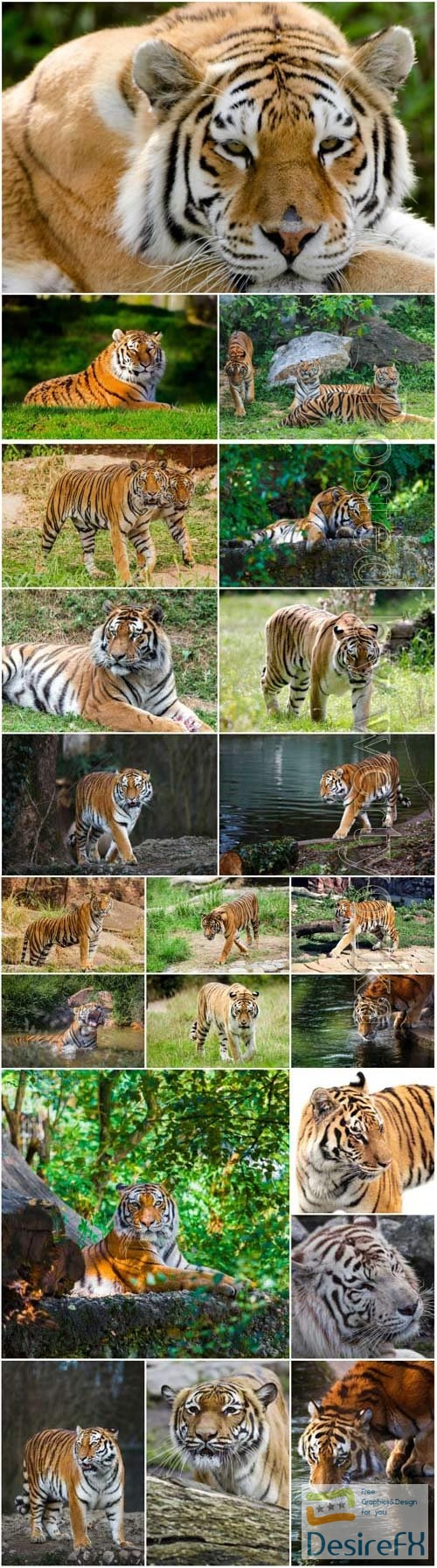 Collection of beautiful tigers stock photo