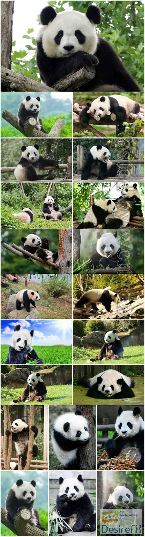 Cute pandas stock photo