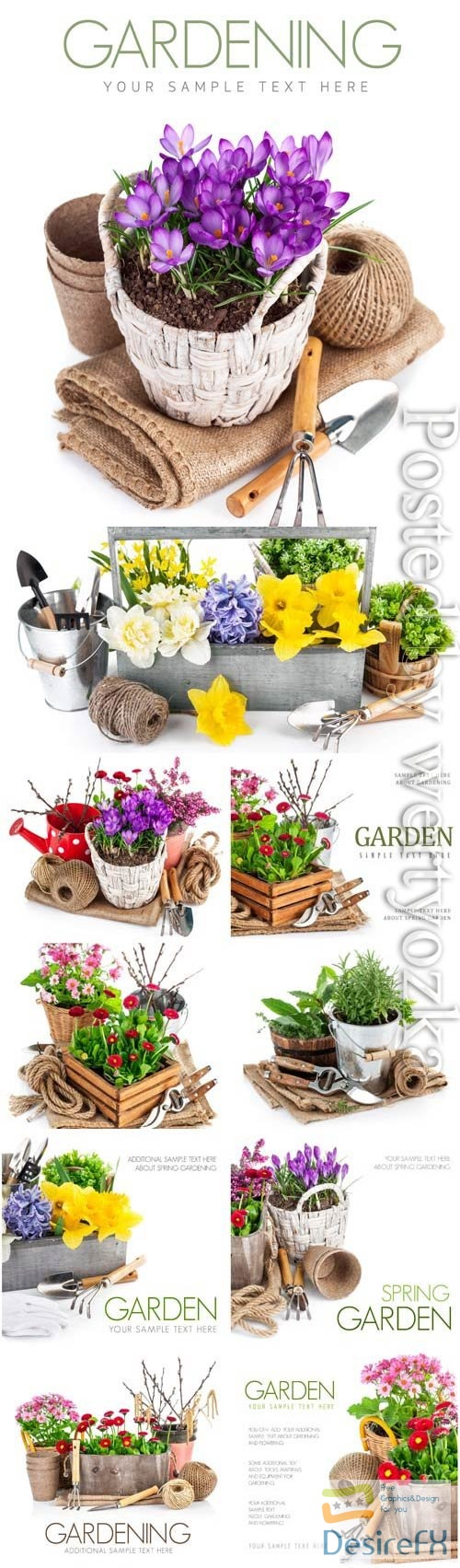 Gardening flowers and plants stock photo