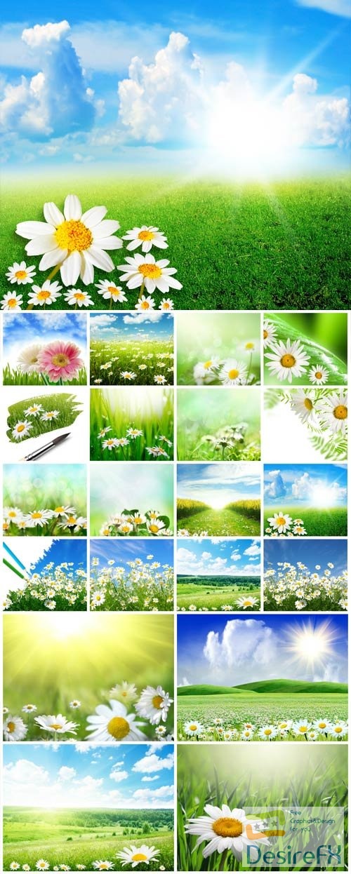 White daisies on the field stock photo